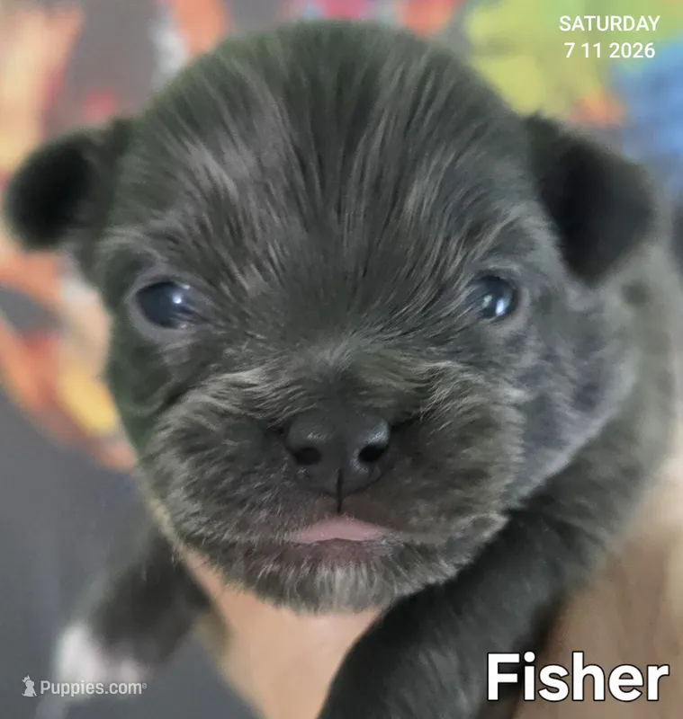 Fisher – Chihuahua puppy for sale in Mims, FL