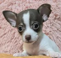 Reef, a male Chihuahua for sale in Mims, FL – 2 of 8