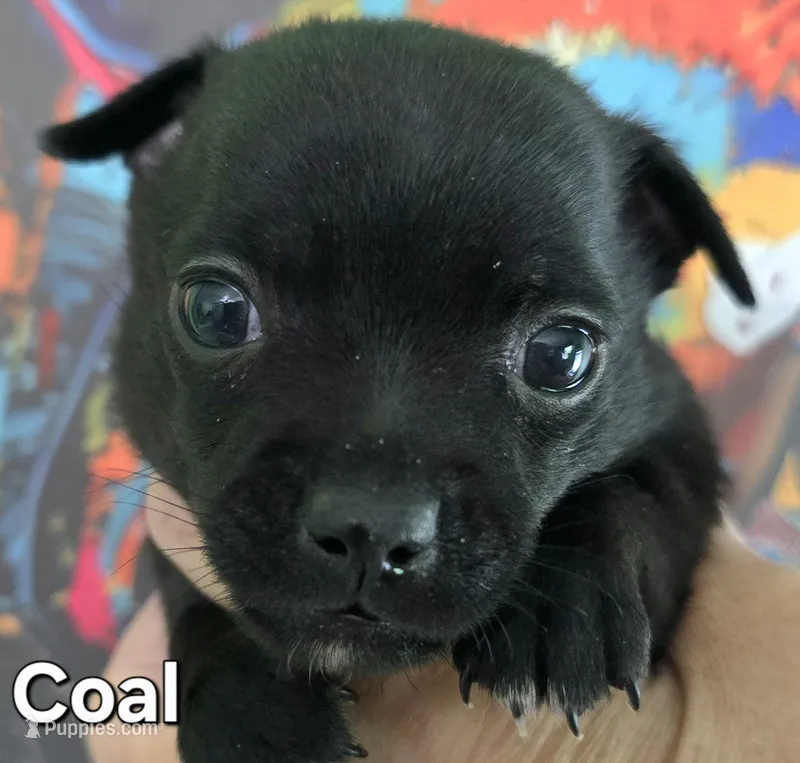 Coal – Chihuahua puppy for sale in Mims, FL