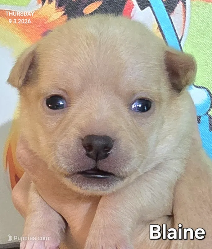 Blaine – Chihuahua puppy for sale in Mims, FL