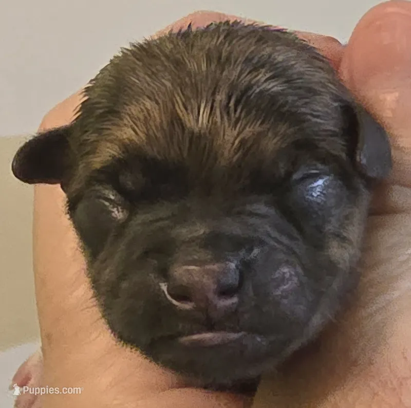 Broin – Chihuahua puppy for sale in Mims, FL