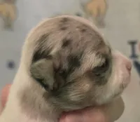 Esperanza, a female Chihuahua for sale in Mims, FL – 2 of 8