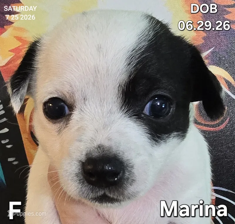 Marina – Chihuahua puppy for sale in Mims, FL