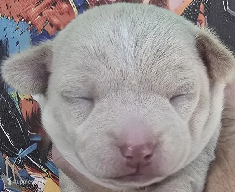 Peach – Chihuahua puppy for sale in Mims, FL