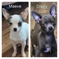 Esperanza, a female Chihuahua for sale in Mims, FL – 8 of 8