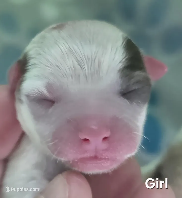 Cammy, a female Chihuahua for sale in Mims, FL – Photo 1 of 4