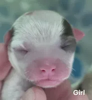 Cammy, a female Chihuahua for sale in Mims, FL – Photo 1 of 4