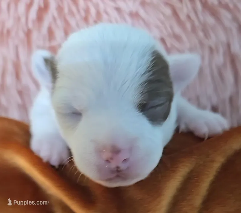 Cammy – Chihuahua puppy for sale in Mims, FL