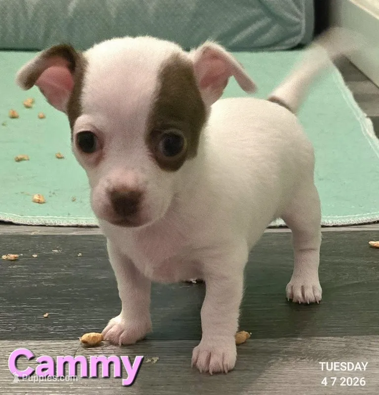Cammy – Chihuahua puppy for sale in Mims, FL