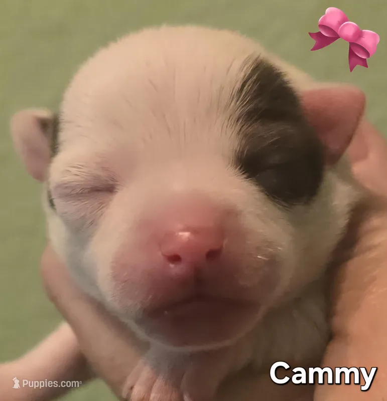 Cammy – Chihuahua puppy for sale in Mims, FL