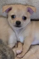 Blaine, a male Chihuahua for sale in Mims, FL – 8 of 10