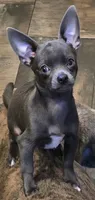 Peach, a female Chihuahua for sale in Mims, FL – 6 of 6