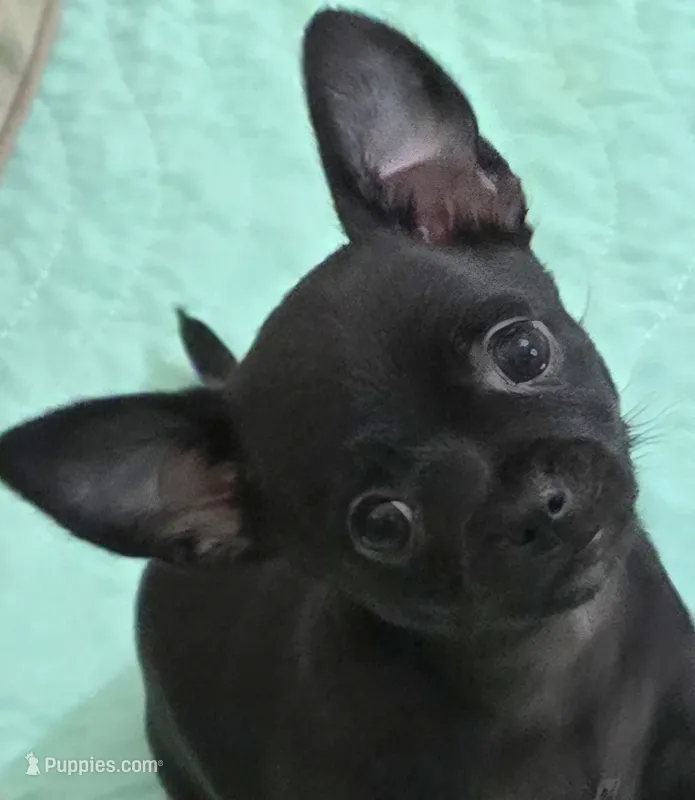 Roxy – Chihuahua puppy for sale in Mims, FL