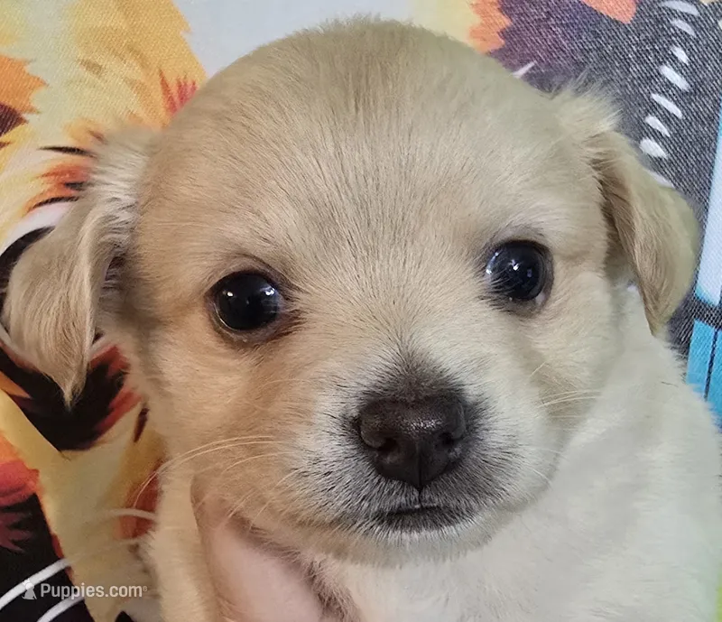 Bevyn – Chihuahua puppy for sale in Mims, FL