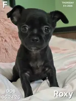 Roxy, a female Chihuahua for sale in Mims, FL – 2 of 6