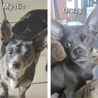 Maggie, a female Chihuahua for sale in Mims, FL – Photo 5 of 5