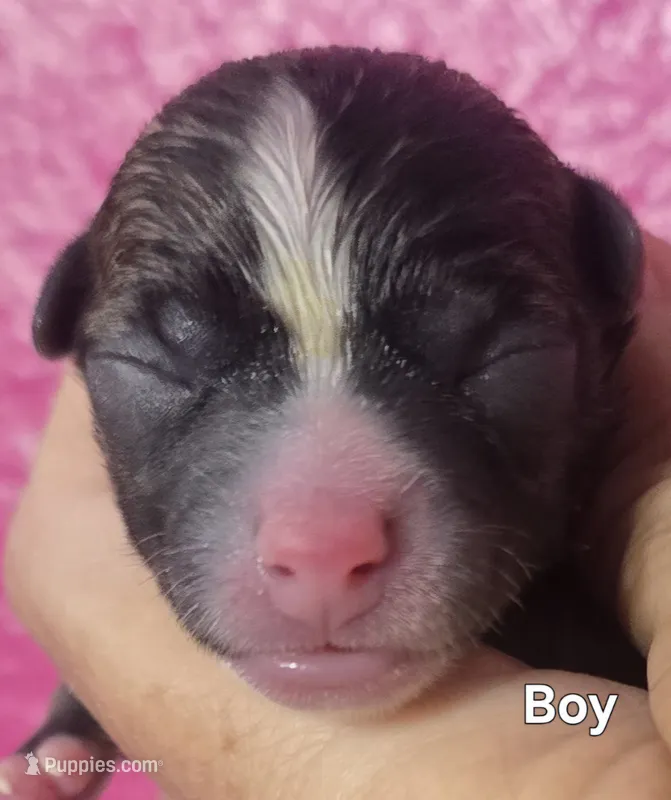 Finn – Chihuahua puppy for sale in Mims, FL