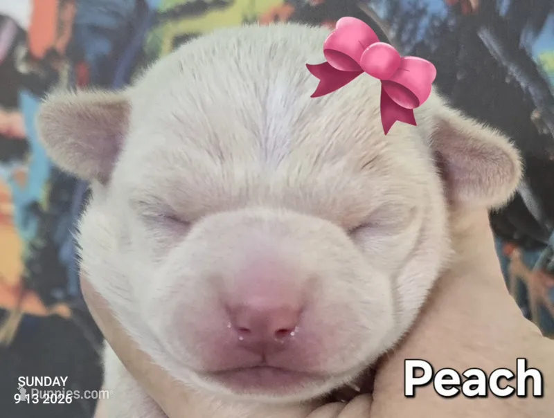 Peach – Chihuahua puppy for sale in Mims, FL