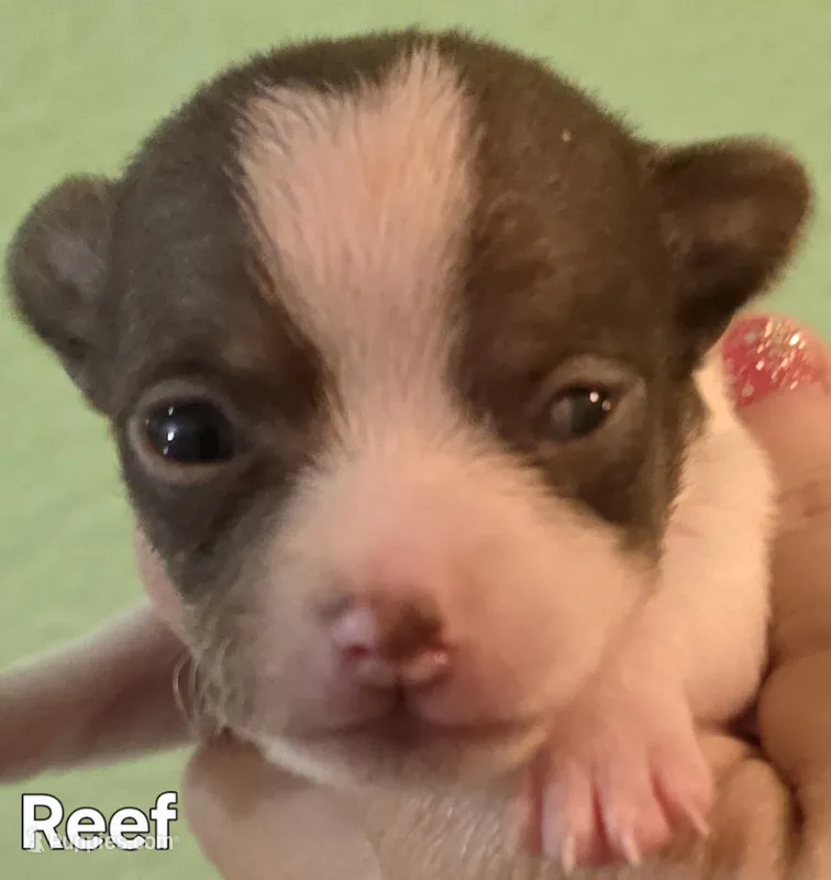 Reef – Chihuahua puppy for sale in Mims, FL