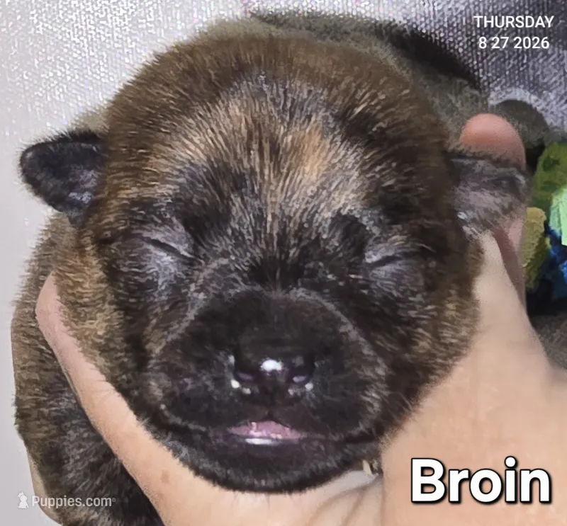 Broin – Chihuahua puppy for sale in Mims, FL