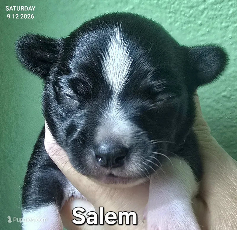 Salem – Chihuahua puppy for sale in Mims, FL