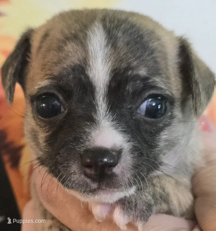 Finn – Chihuahua puppy for sale in Mims, FL