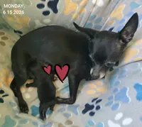 Coal, a male Chihuahua for sale in Mims, FL – 4 of 6