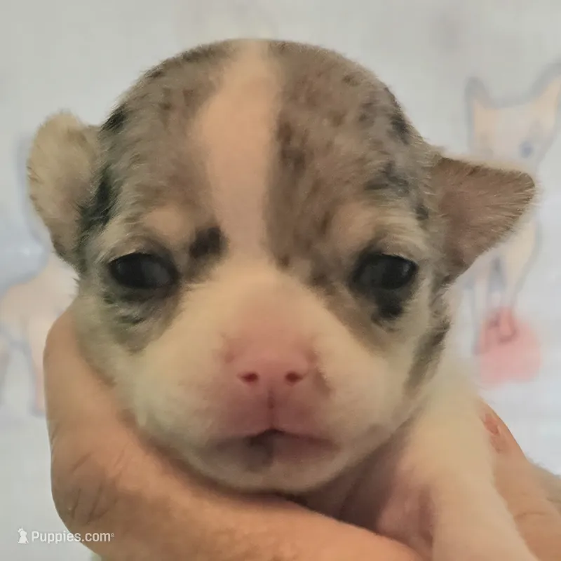 Esperanza – Chihuahua puppy for sale in Mims, FL
