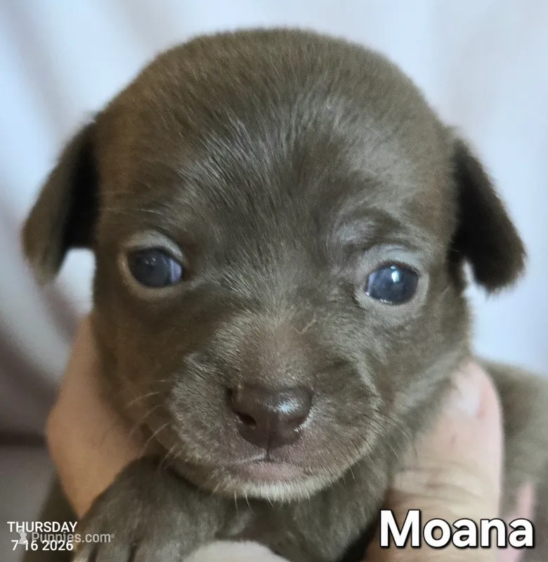 Moana – Chihuahua puppy for sale in Mims, FL