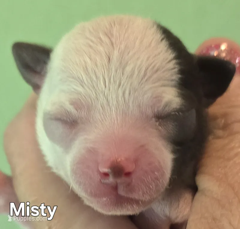 Misty – Chihuahua puppy for sale in Mims, FL
