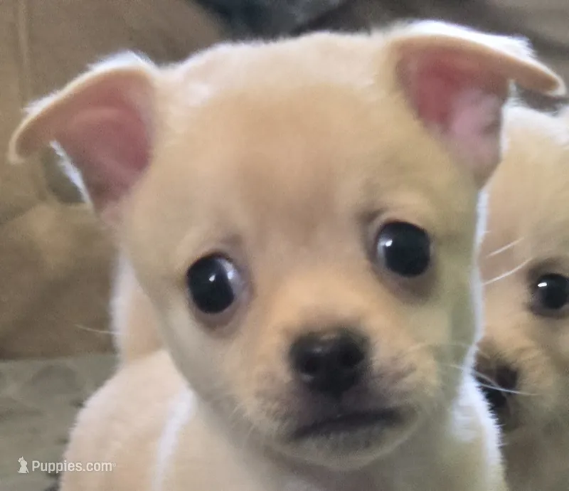 Blaine – Chihuahua puppy for sale in Mims, FL