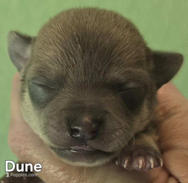 Dune – Chihuahua puppy for sale in Mims, FL