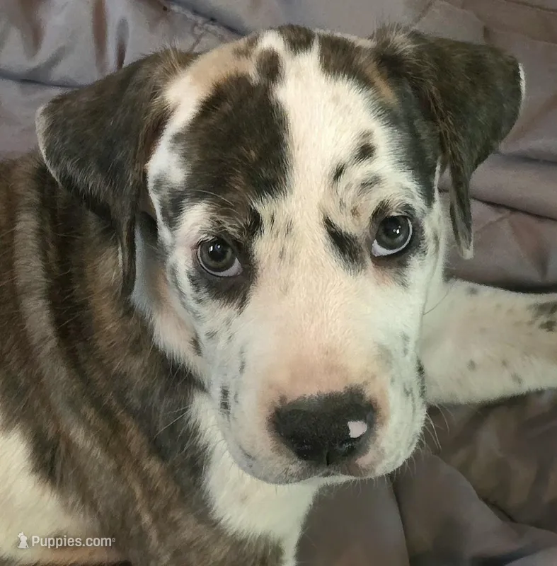 Lovey – Great Dane puppy for sale in Mims, FL