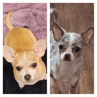 Finn, a male Chihuahua for sale in Mims, FL – 4 of 4