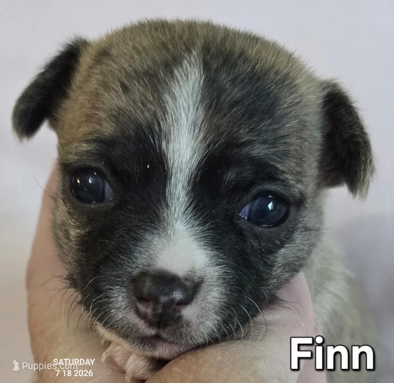 Finn – Chihuahua puppy for sale in Mims, FL