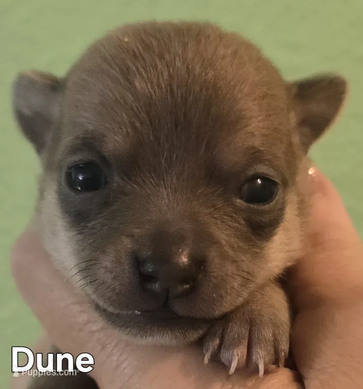 Dune – Chihuahua puppy for sale in Mims, FL