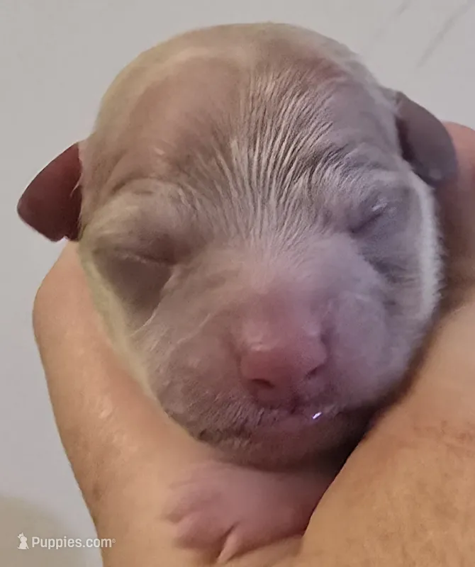 Bevyn – Chihuahua puppy for sale in Mims, FL