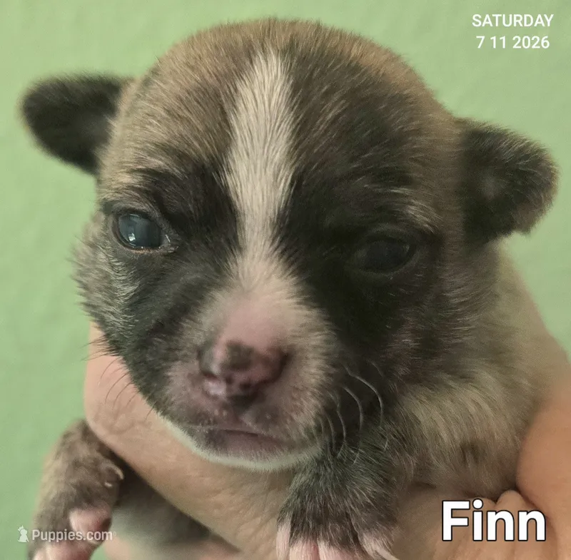 Finn – Chihuahua puppy for sale in Mims, FL