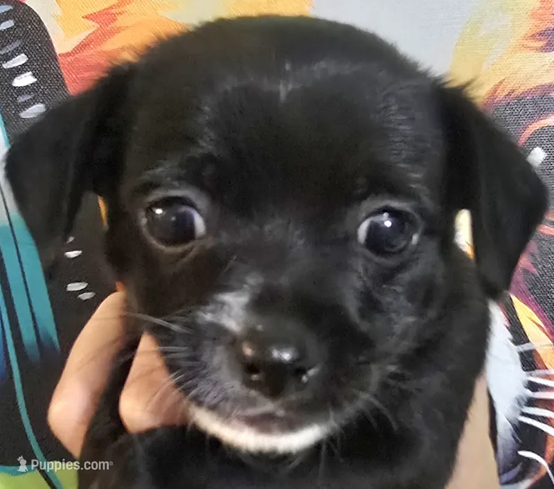 O'Neill – Chihuahua puppy for sale in Mims, FL