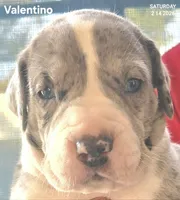 Valentino, a male Great Dane for sale in Mims, FL – Photo 1 of 7