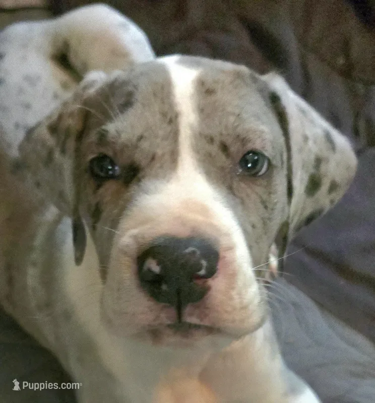 Valentino – Great Dane puppy for sale in Mims, FL