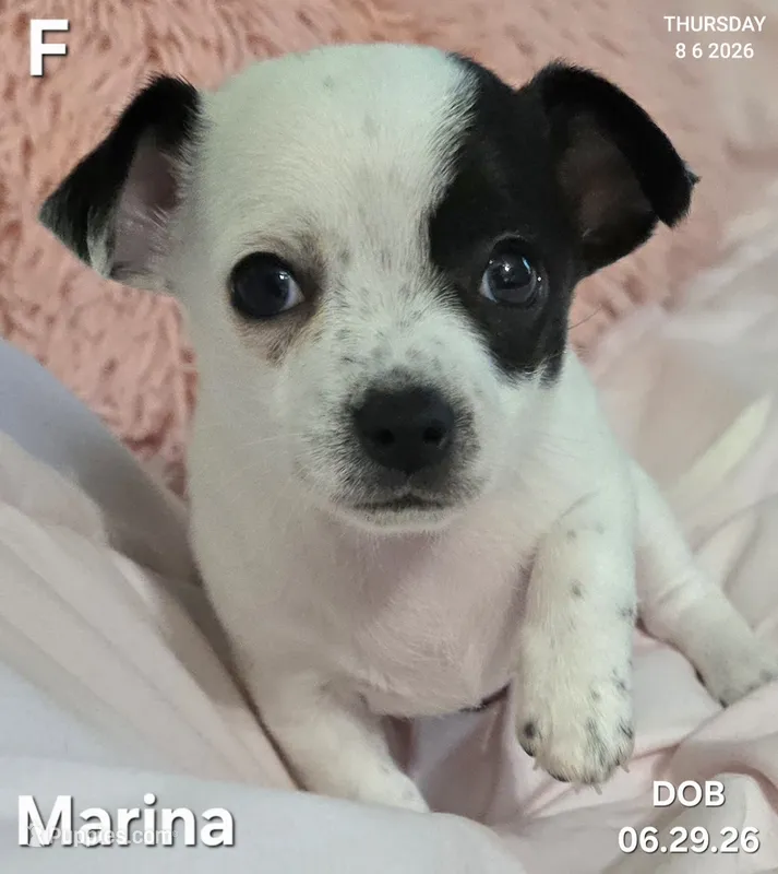 Marina – Chihuahua puppy for sale in Mims, FL