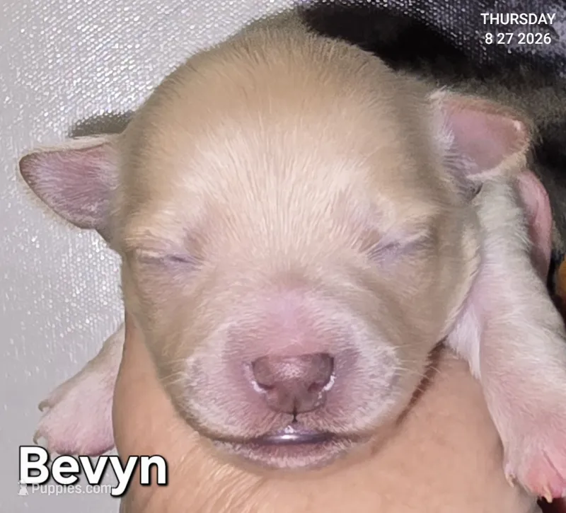 Bevyn – Chihuahua puppy for sale in Mims, FL
