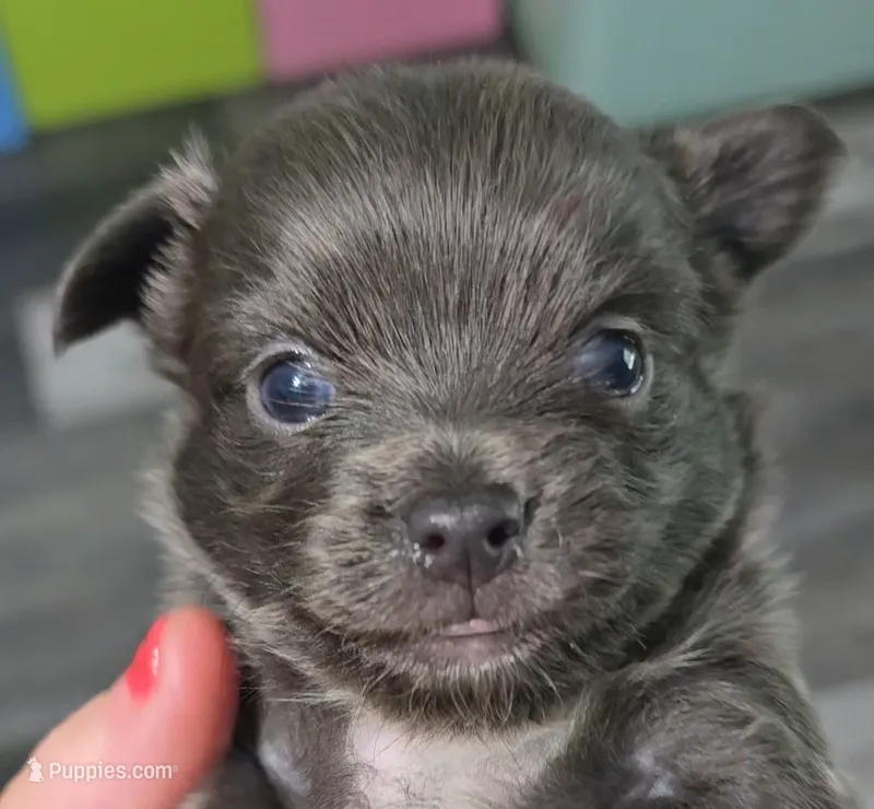 Fisher – Chihuahua puppy for sale in Mims, FL
