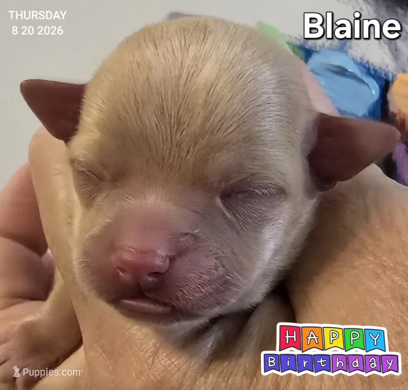 Blaine – Chihuahua puppy for sale in Mims, FL