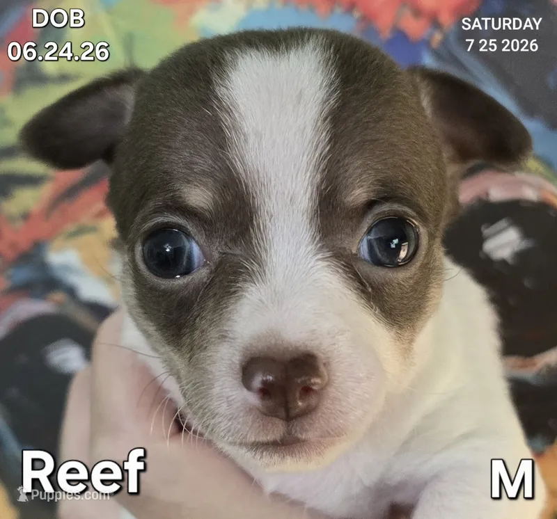 Reef – Chihuahua puppy for sale in Mims, FL