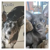 Salem, a male Chihuahua for sale in Mims, FL – 5 of 5