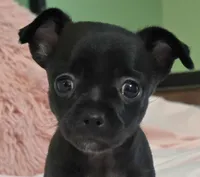 Roxy, a female Chihuahua for sale in Mims, FL – 1 of 6