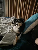 Minnie, a female Miniature Australian Shepherd for sale in Thomasville, GA – Photo 2 of 2