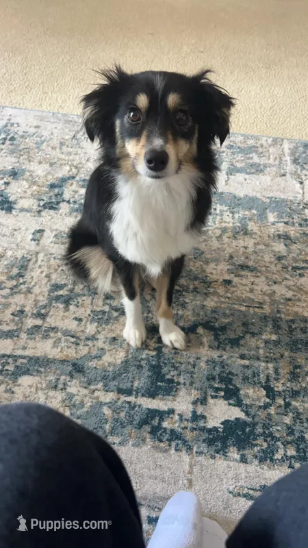 Minnie – Miniature Australian Shepherd puppy for sale in Thomasville, GA